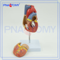 PNT-0400 modelo de corazón de modelo de entrenamiento de corazón de escuela de Ciencias Médicas